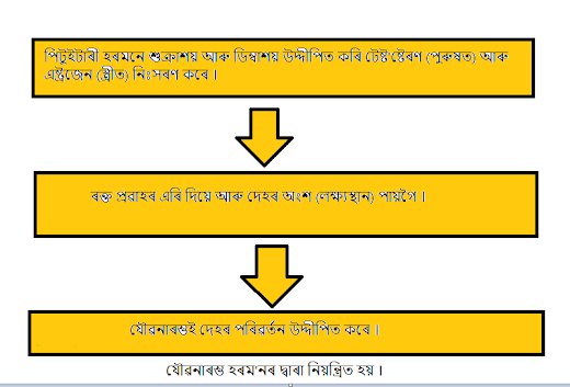 যৌৱনাৰম্ভত হােৱা দেহৰ পৰিৱর্তনসমূহৰ তালিকা